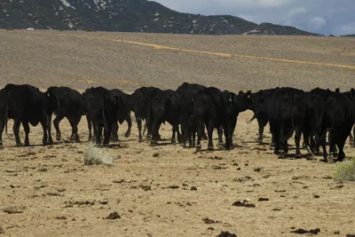 DSC_2281 (Large).JPG